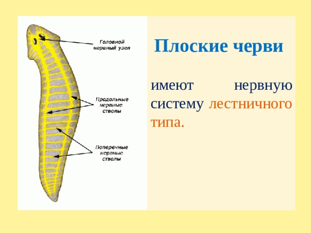 Плоские черви имеют нервную систему лестничного типа. 