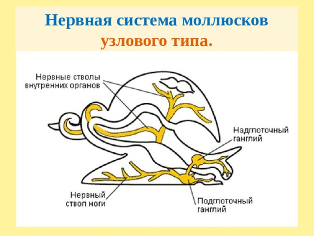 Нервная система моллюсков узлового типа.  