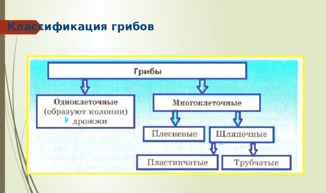 Классификация грибов                                                                                                                                                                                                                               