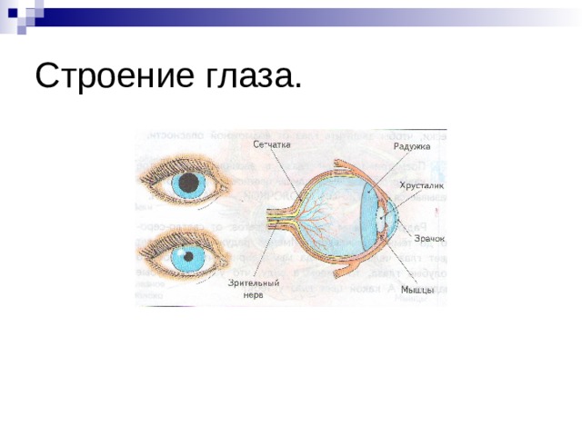 Глаза орган зрения 3 класс окружающий мир