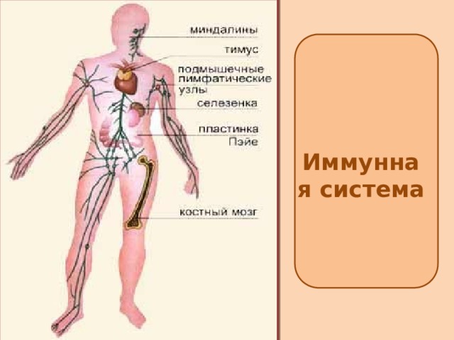 Защитных свойств организма способствует