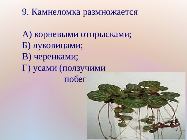 8. Ежевика и черная малина размножаются:   А) корневыми отпрысками;  Б) луковицами;  В) черенками;  Г) клубнями.  