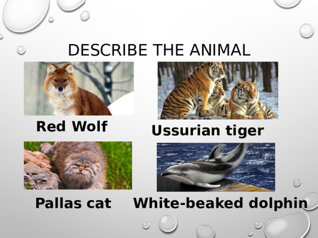 Describe the animal Red Wolf Ussurian tiger Pallas cat White-beaked dolphin 