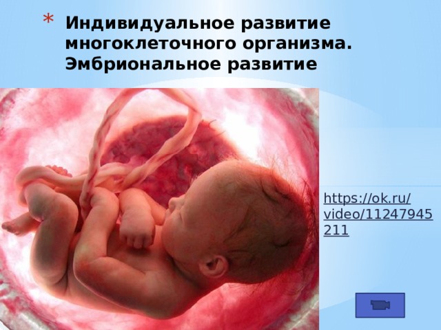 Индивидуальное развитие многоклеточного организма. Эмбриональное развитие https://ok.ru/video/11247945211  