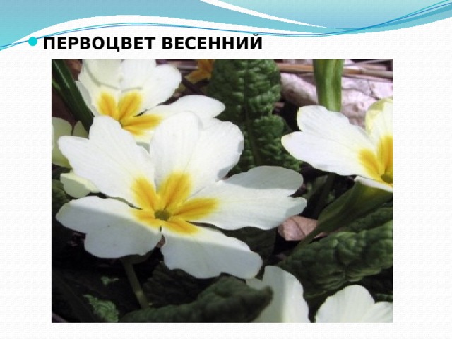 ПЕРВОЦВЕТ ВЕСЕННИЙ 