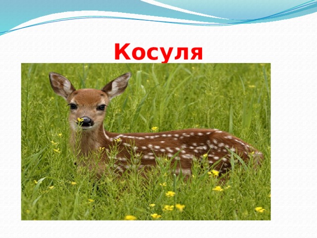 Косуля 