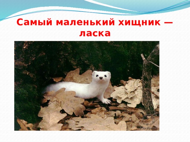 Самый маленький хищник — ласка 