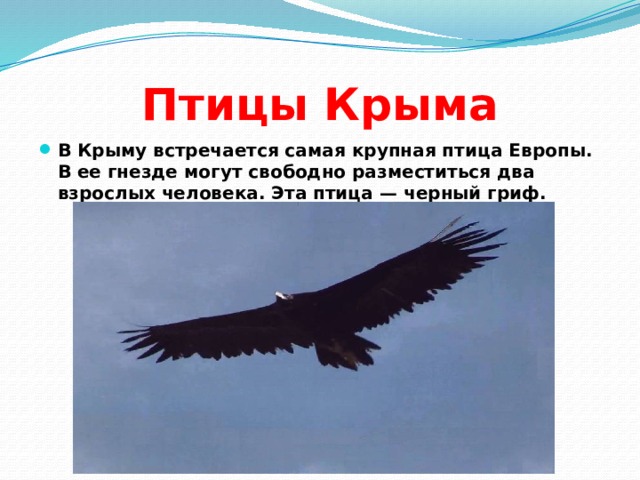 Птицы Крыма В Крыму встречается самая крупная птица Европы. В ее гнезде могут свободно разместиться два взрослых человека. Эта птица — черный гриф. 