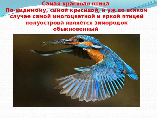 Самая красивая птица  По-видимому, самой красивой, и уж во всяком случае самой многоцветной и яркой птицей полуострова является зимородок обыкновенный 