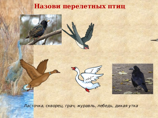 Назови перелетных птиц Ласточка, скворец, грач, журавль, лебедь, дикая утка 