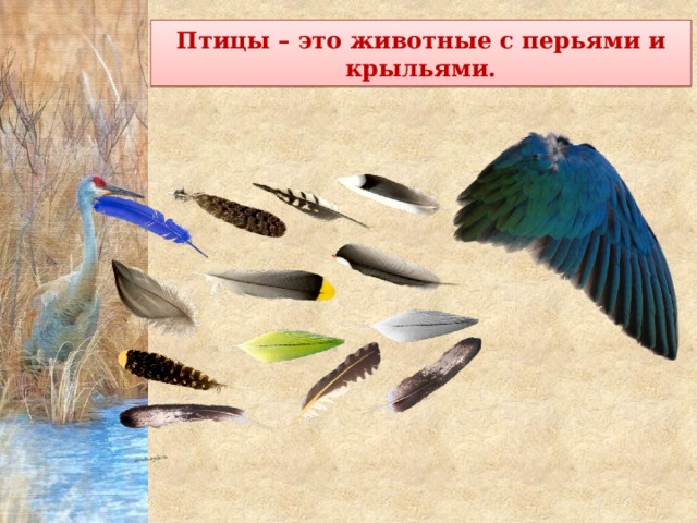 Птицы – это животные с перьями и крыльями. 