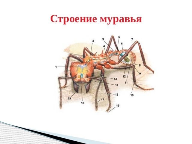 Есть ли мозги у муравьев. Строение муравья внутреннее строение. Кровеносная система муравья. Внутреннее строение муравья схема.