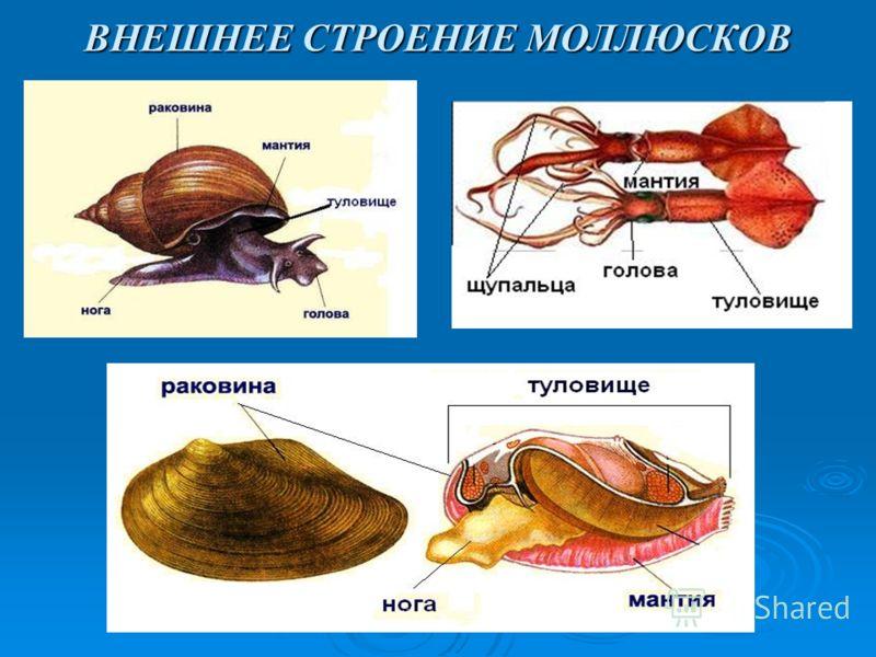 Что делают из раковин моллюсков