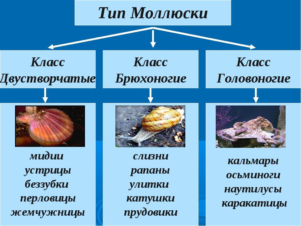 Двустворчатый моллюск рисунок