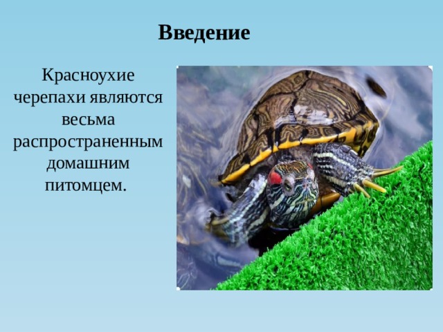 Красноухая черепаха картинки для презентации