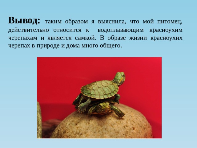 Сколько черепаха может жить без еды. Как узнать Возраст красноухой черепахи в домашних условиях. Как определить Возраст красноухой черепахи в домашних условиях. Возраст черепахи по панцирным кольцам. Как определить Возраст черепахи по панцирю.