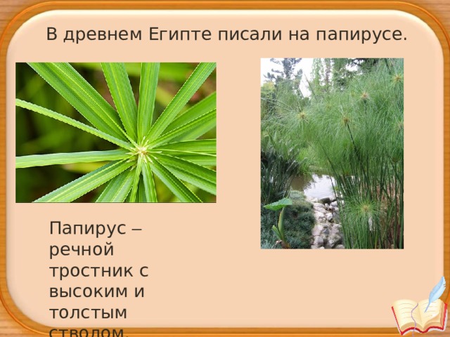 В древнем Египте писали на папирусе. Папирус – речной тростник с высоким и толстым стволом.    
