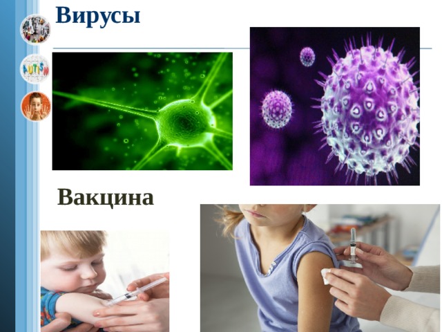 Вирусы       Вакцина  