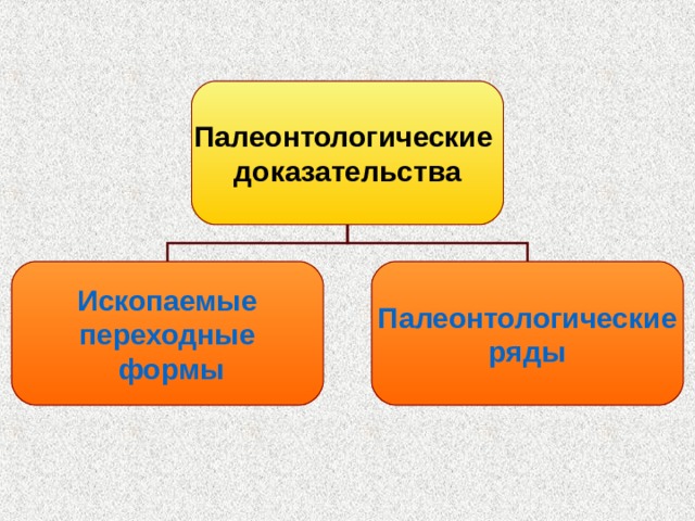 Палеонтологические доказательства Ископаемые переходные формы Палеонтологические ряды 