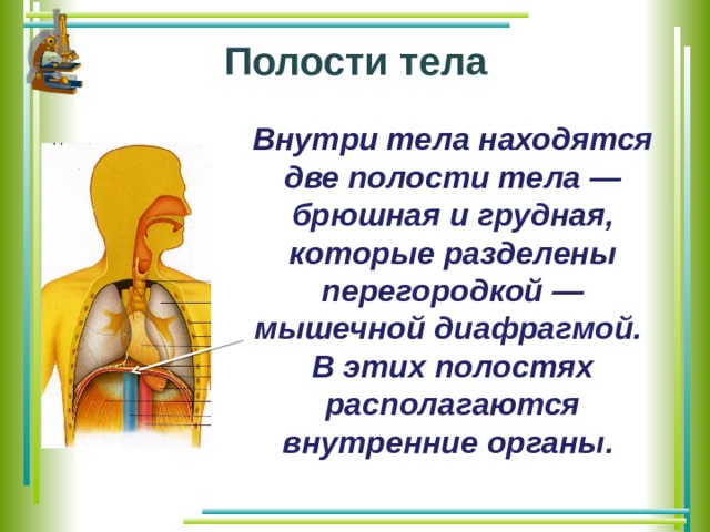 Определите какой буквой на рисунке обозначен орган отделяющий грудную полость