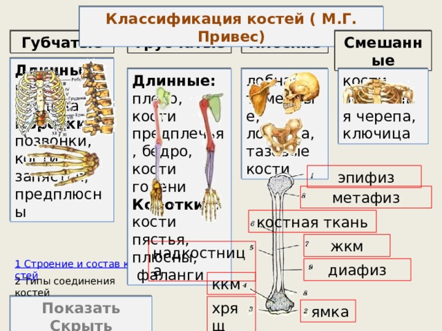 Классификация костей