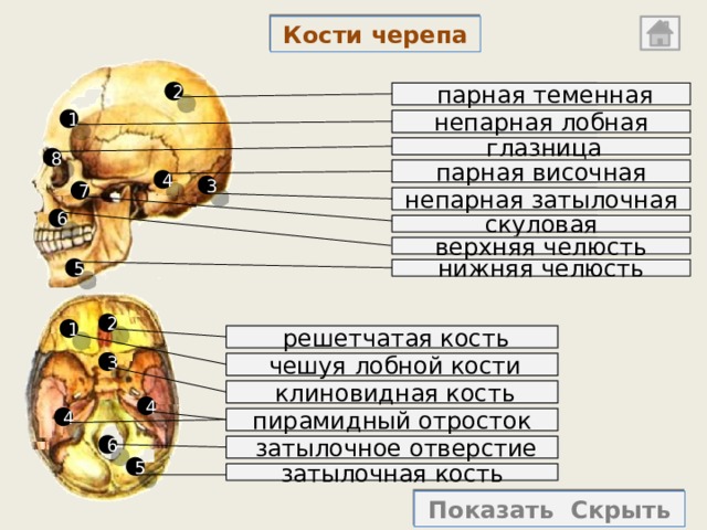 Мозгового парная. Парные и непарные кости черепа человека. Строение черепа человека парные и непарные кости. Парные и непарные кости черепа человека таблица. Теменная кость парная или непарная.