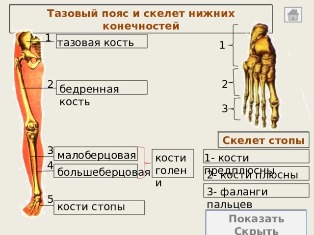 Итоговая контрольная работа по биологии 8 класс какой буквой на рисунке обозначена бедренная кость