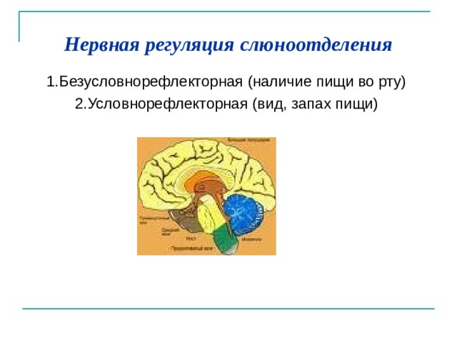 Пищеварительная система - презентация онлайн