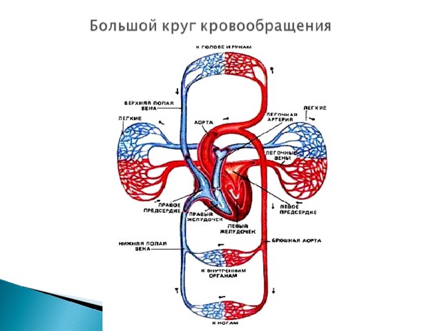 Циркуляция крови в организме человека схема со стрелками