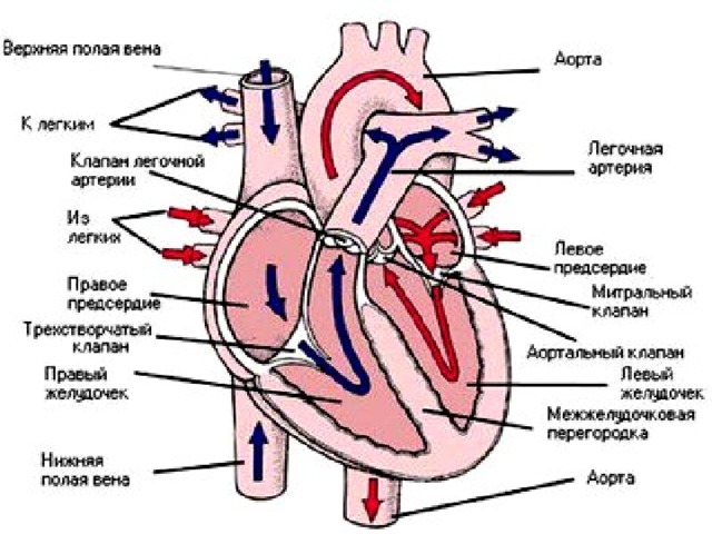 Схема кровообращения в сердце