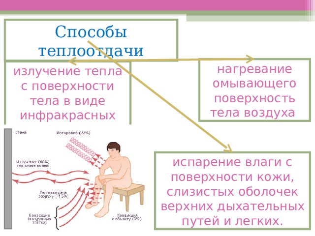 Биология 8 класс терморегуляция презентация