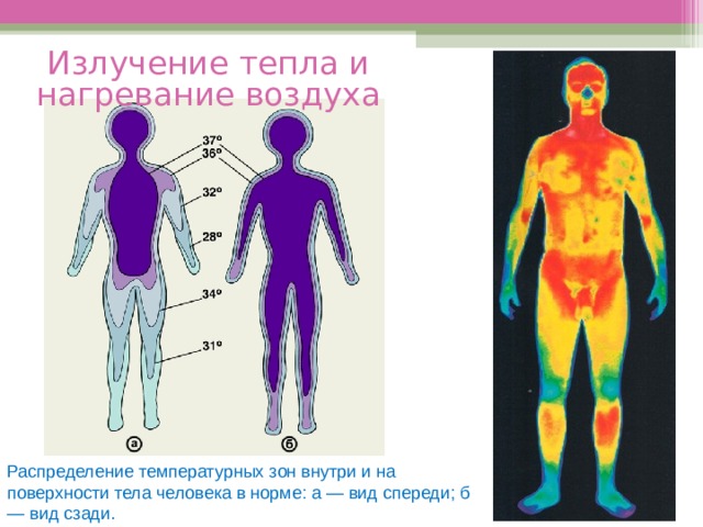 Терморегуляция картинки для презентации