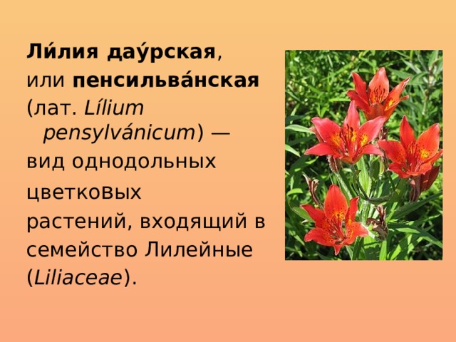 Ли́лия дау́рская , или  пенсильва́нская   (лат.  Lílium pensylvánicum ) — вид однодольных  цветко в ых растений, входящий в семейство Лилейные  ( Liliaceae ).
