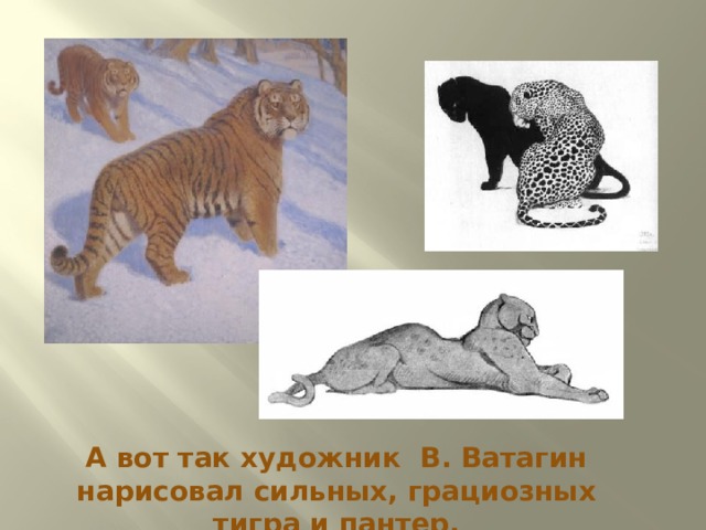 А вот так художник В. Ватагин нарисовал сильных, грациозных тигра и пантер. 