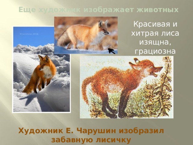 Еще художник изображает животных Красивая и хитрая лиса изящна, грациозна Художник Е. Чарушин изобразил забавную лисичку 