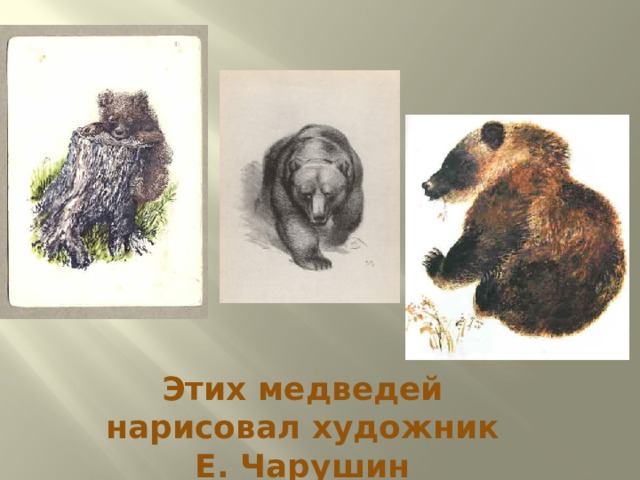 Этих медведей нарисовал художник Е. Чарушин 