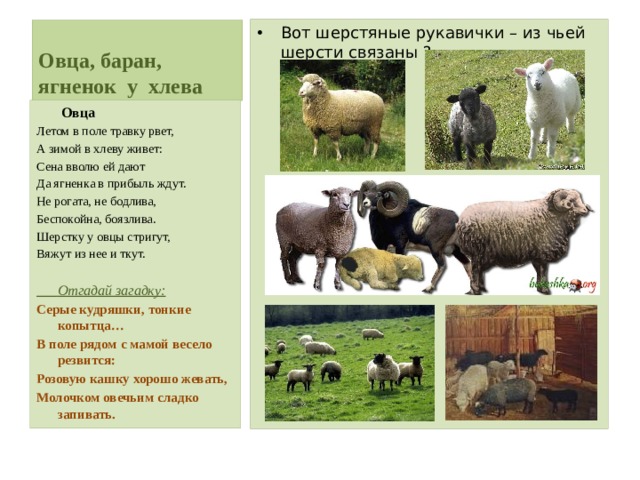 Вот шерстяные рукавички – из чьей шерсти связаны ? Овца, баран, ягненок у хлева  Овца Летом в поле травку рвет, А зимой в хлеву живет: Сена вволю ей дают Да ягненка в прибыль ждут. Не рогата, не бодлива, Беспокойна, боязлива. Шерстку у овцы стригут, Вяжут из нее и ткут.  Отгадай загадку: Серые кудряшки, тонкие копытца… В поле рядом с мамой весело резвится: Розовую кашку хорошо жевать, Молочком овечьим сладко запивать. 