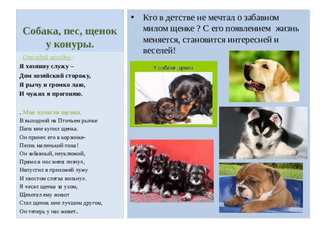 Собака, пес, щенок у конуры. Кто в детстве не мечтал о забавном милом щенке ? С его появлением жизнь меняется, становится интересней и веселей! . Отгадай загадку : Я хозяину служу – Дом хозяйский сторожу, Я рычу и громко лаю, И чужих я прогоняю.  . Мне купили щенка. В выходной на Птичьем рынке Папа мне купил щенка. Он принес его в корзинке- Песик маленький пока! Он забавный, неуклюжий, Прямо в нос меня лизнул, Напустил в прихожей лужу И хвостом слегка вильнул. Я чесал щенка за ухом, Щекотал ему живот Стал щенок мне лучшим другом, Он теперь у нас живет.. 