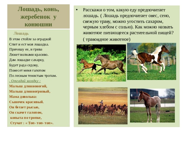Лошадь, конь, жеребенок у конюшни Расскажи о том, какую еду предпочитает лошадь. ( Лошадь предпочитает овес, сено, свежую траву, можно угостить сахаром, черным хлебом с солью). Как можно назвать животное питающееся растительной пищей?  ( травоядное животное)  Лошадь В этом стойле за оградкой Спит и ест моя лошадка. Причешу ее, и грива Ляжет волнами красиво. Дам лошадке сахарку, Будет рада седоку, Понесет меня галопом По лесным тенистым тропам. . Отгадай загадку : Малыш длинноногий, Малыш длинногривый, Мама довольна: Сыночек красивый. Он бегает рысью, Он скачет галопом,  копыта по тропке,  Стучат : « Топ- топ- топ». 