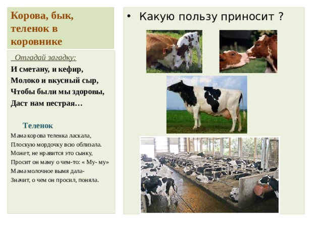 Корова, бык, теленок в коровнике Какую пользу приносит ?  Отгадай загадку: И сметану, и кефир, Молоко и вкусный сыр, Чтобы были мы здоровы, Даст нам пестрая…  Теленок Мама корова теленка ласкала, Плоскую мордочку всю облизала. Может, не нравится это сынку, Просит он маму о чем-то: « Му- му» Мама молочное вымя дала- Значит, о чем он просил, поняла. 
