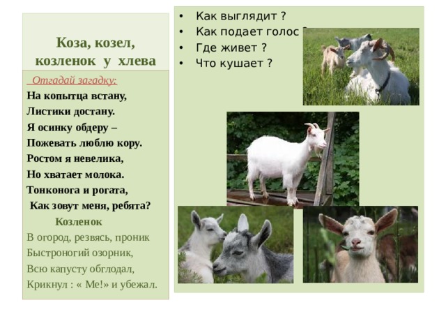 Как выглядит ? Как подает голос ? Где живет ? Что кушает ? Коза, козел, козленок у хлева  Отгадай загадку: На копытца встану, Листики достану. Я осинку обдеру – Пожевать люблю кору. Ростом я невелика, Но хватает молока. Тонконога и рогата,  Как зовут меня, ребята?  Козленок В огород, резвясь, проник Быстроногий озорник, Всю капусту обглодал, Крикнул : « Ме!» и убежал. 