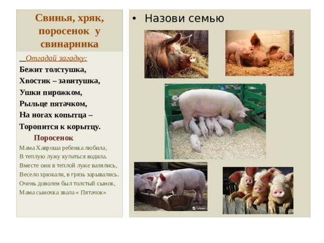 Свинья, хряк, поросенок у свинарника Назови семью  Отгадай загадку: Бежит толстушка, Хвостик – завитушка, Ушки пирожком, Рыльце пятачком, На ногах копытца – Торопится к корытцу.  Поросенок Мама Хавроша ребенка любила, В теплую лужу купаться водила. Вместе они в теплой луже валялись, Весело хрюкали, в грязь зарывались. Очень доволен был толстый сынок, Мама сыночка звала « Пятачок» 