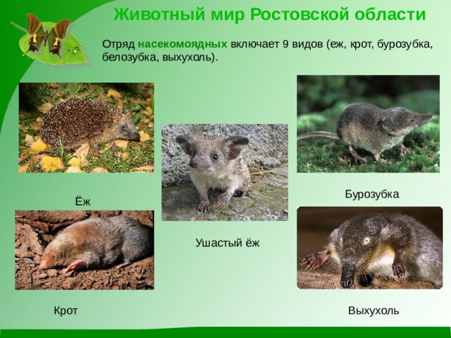 Животный мир Ростовской области Отряд насекомоядных включает 9 видов (еж, крот, бурозубка, белозубка, выхухоль). Бурозубка Ёж Ушастый ёж Крот Выхухоль 