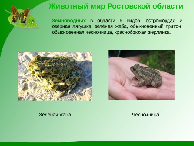 Животный мир Ростовской области Земноводных в области 6 видов: остромордая и озёрная лягушка, зелёная жаба, обыкновенный тритон, обыкновенная чесночница, краснобрюхая жерлянка. Чесночница Зелёная жаба 