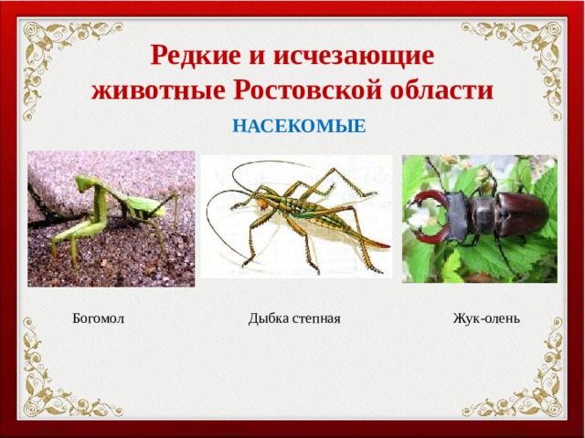 Проект окружающий мир растения ростовской области Урок окружающего мира в 3 классе по теме "Красная книга" (презентация)