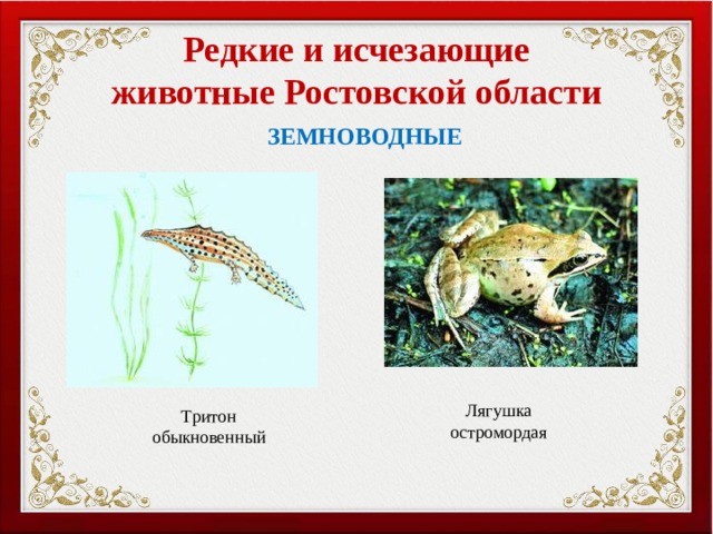 Урок окружающего мира в 3 классе по теме "Красная книга" (презентация)