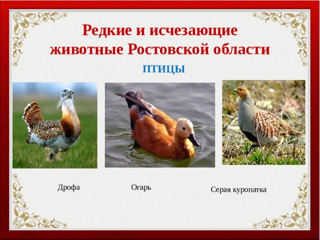 Красная книга ростовской области проект 4 класс