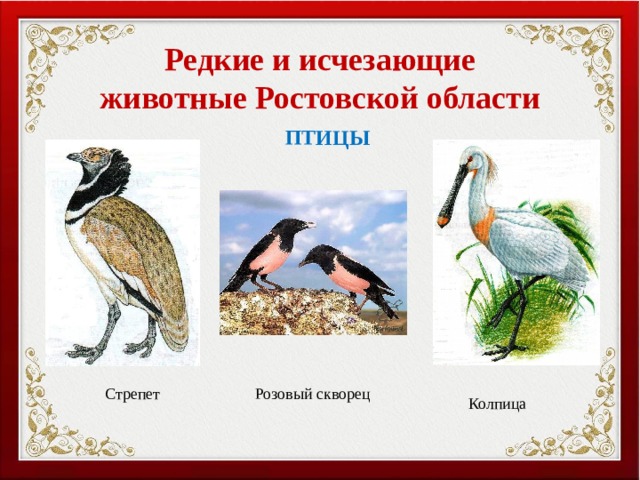Урок окружающего мира в 3 классе по теме "Красная книга" (презентация)