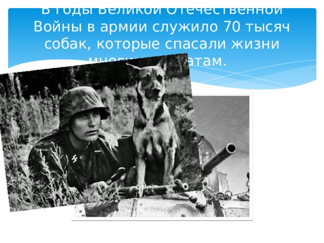 В годы Великой Отечественной Войны в армии служило 70 тысяч собак, которые спасали жизни многим солдатам. 