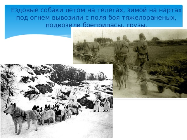 Ездовые собаки летом на телегах, зимой на нартах под огнем вывозили с поля боя тяжелораненых, подвозили боеприпасы, грузы . 